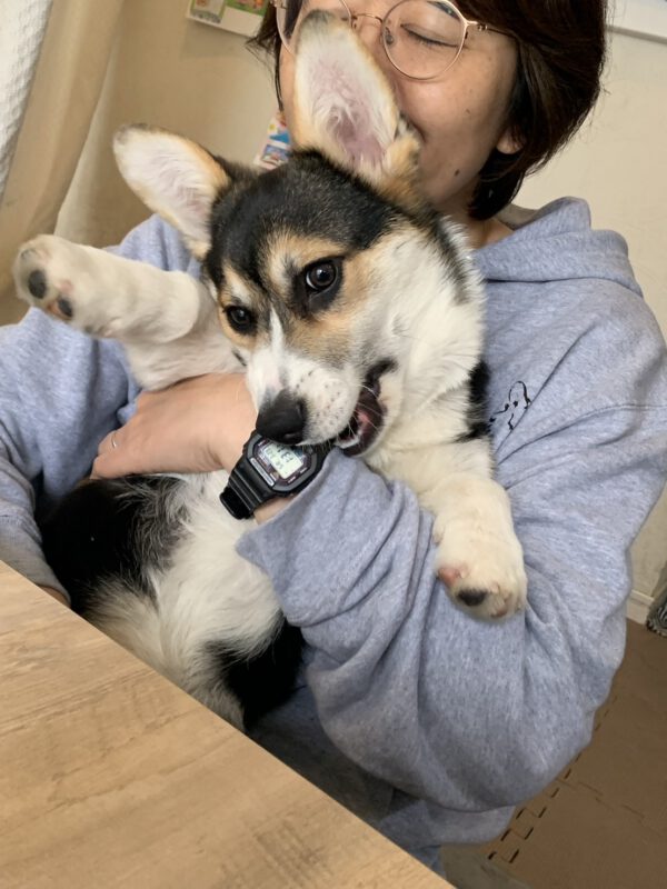 2代目愛犬アレク、コーギー大好き
